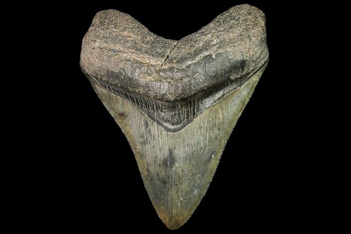 Fossil Megalodon Tooth - South Carolina #92700